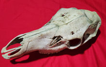 Load image into Gallery viewer, Cow Elk Skull - Nature Cleaned - CES1010
