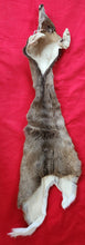 Load image into Gallery viewer, Whitetail Deer Cape - WTD1015
