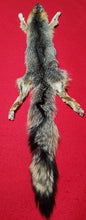 Load image into Gallery viewer, Grey Fox - HAS FEET AND CLAWS - GFX1001
