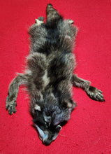 Load image into Gallery viewer, Small Raccoon Hide - HAS FEET AND CLAWS - RAC1017

