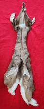 Load image into Gallery viewer, Whitetail Deer Cape - WTD1015
