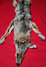 Load image into Gallery viewer, Coyote - Taxidermy Quality - COY1031
