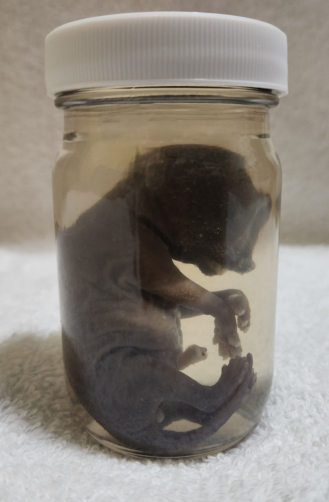 Raccoon Embryos - Wet Specimens