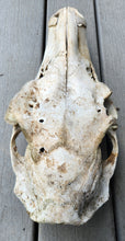 Load image into Gallery viewer, Cow Elk Skull - Nature Cleaned - CES1008
