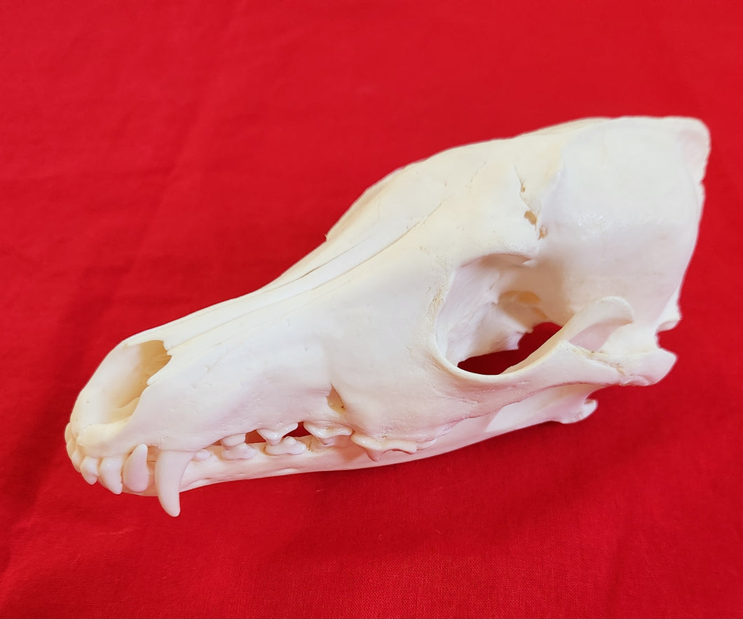 Large Coyote Skull - CYS1007