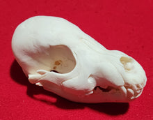 Load image into Gallery viewer, Wolf PUP Skull - WLS1009
