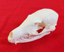 Load image into Gallery viewer, Grey Fox Skull - FXS1001

