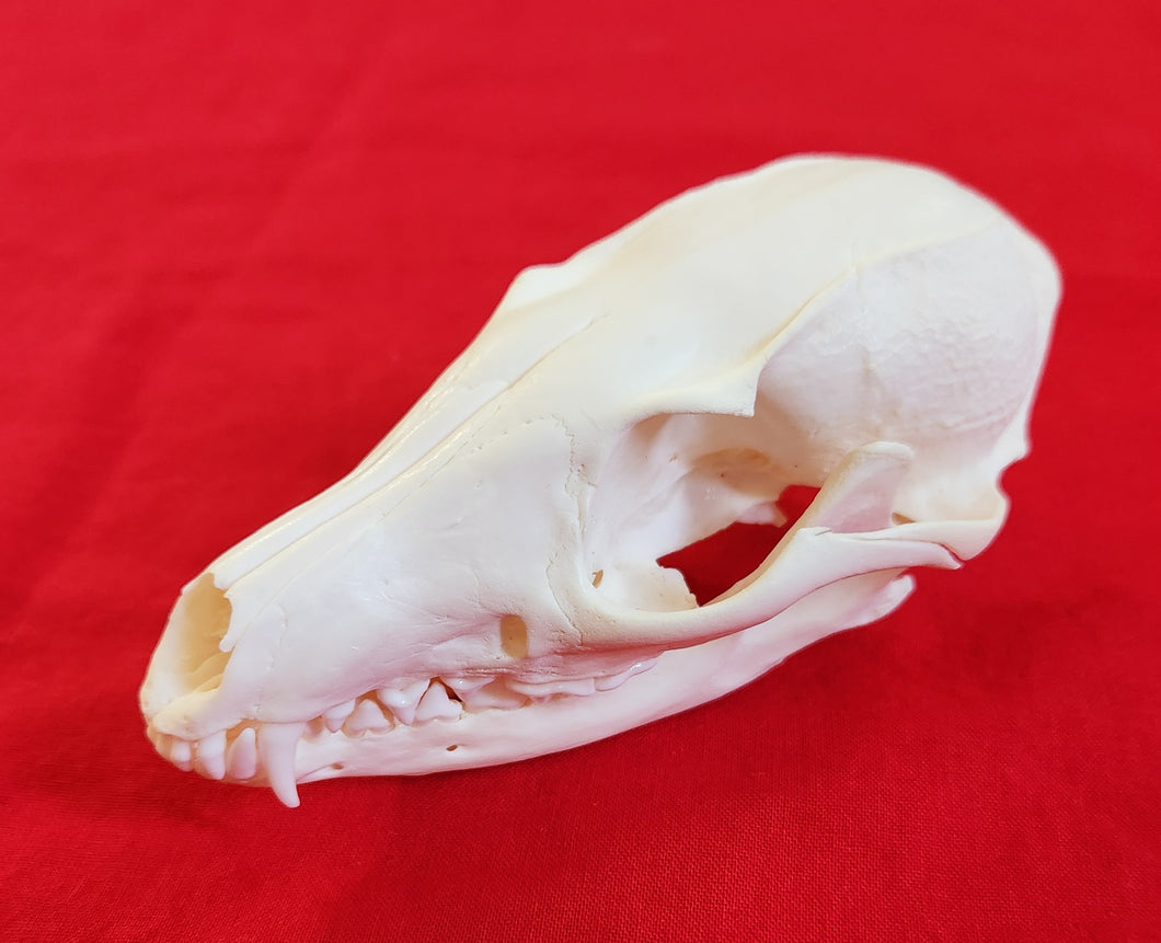 Grey Fox Skull - FXS1001