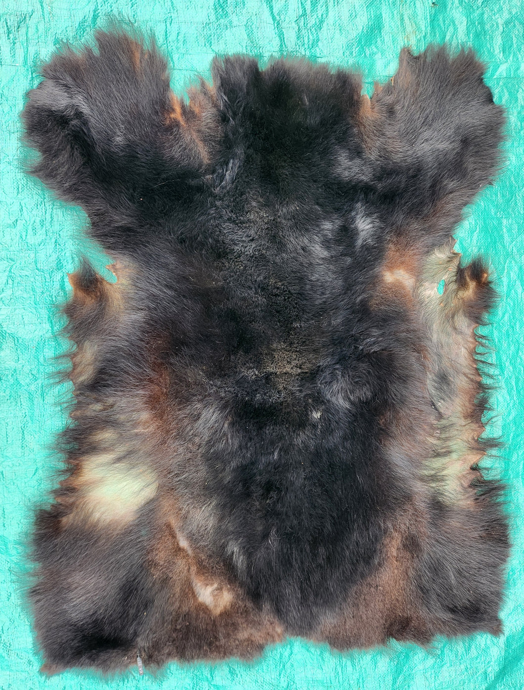 Black Bear Hide