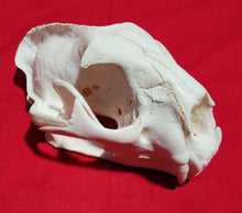 Load image into Gallery viewer, JUMBO Cougar Skull - MLS1024
