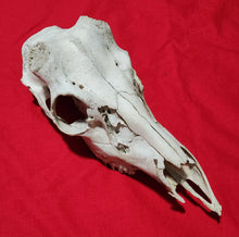 Load image into Gallery viewer, XXL Whitetail Deer Buck Skull - Nature Cleaned - DES1009
