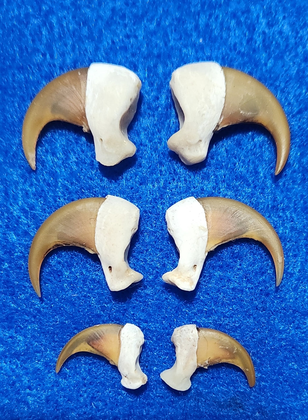 Bobcat Claws - Commercially Cleaned