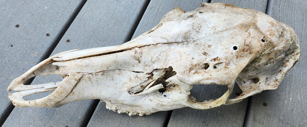 Cow Elk Skull - Nature Cleaned - CES1008