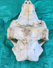 Load image into Gallery viewer, Bull Moose Skull - Nature Cleaned - CMS1002
