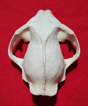 Load image into Gallery viewer, XXL Cougar Skull - UPPER Skull Only - MLS1026
