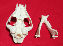 Load image into Gallery viewer, LM Cougar Skull - MLS1021
