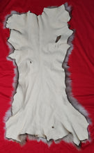 Load image into Gallery viewer, Mountain Lion Body Skin - MTL1019D5
