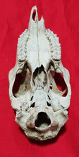 Load image into Gallery viewer, Large Whitetail Deer Doe Skull - Nature Cleaned - DES1008

