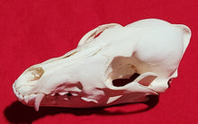 Load image into Gallery viewer, LM Coyote Skull - CYS1012
