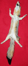 Load image into Gallery viewer, Grey Fox - HAS FEET AND CLAWS - GFX1002
