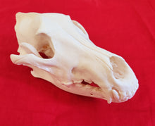 Load image into Gallery viewer, XXL Wolf Skull - WLS1005
