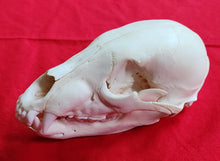 Load image into Gallery viewer, XS Black Bear Skull - SUBADULT - BBS1022
