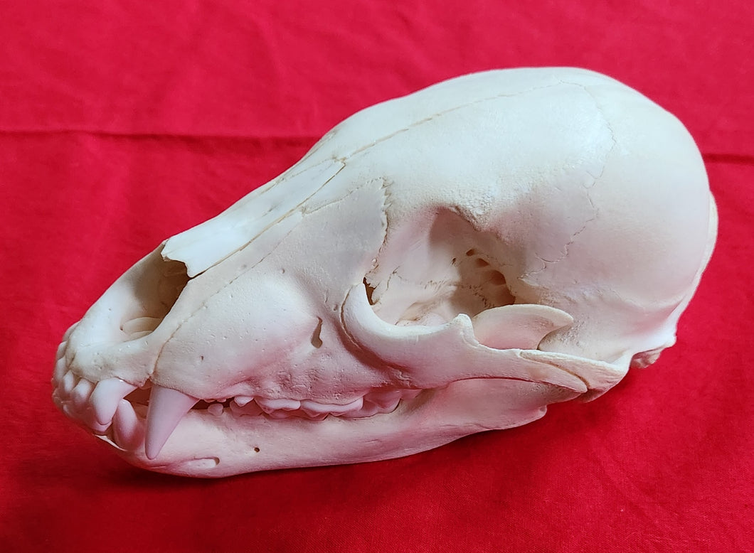 XS Black Bear Skull - SUBADULT - BBS1022
