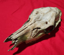 Load image into Gallery viewer, Cow Elk Skull - Nature Cleaned - CES1009
