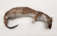 Load image into Gallery viewer, Long-Tailed Weasel - Wet Specimen - WWS1003
