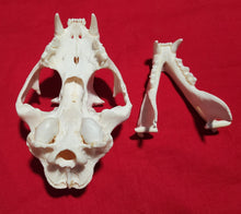 Load image into Gallery viewer, XXXL Cougar Skull - MLS1025
