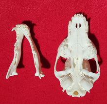 Load image into Gallery viewer, Wolf PUP Skull - WLS1009
