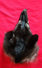 Load image into Gallery viewer, Black Wolf Head - Taxidermy Quality - WLF1117
