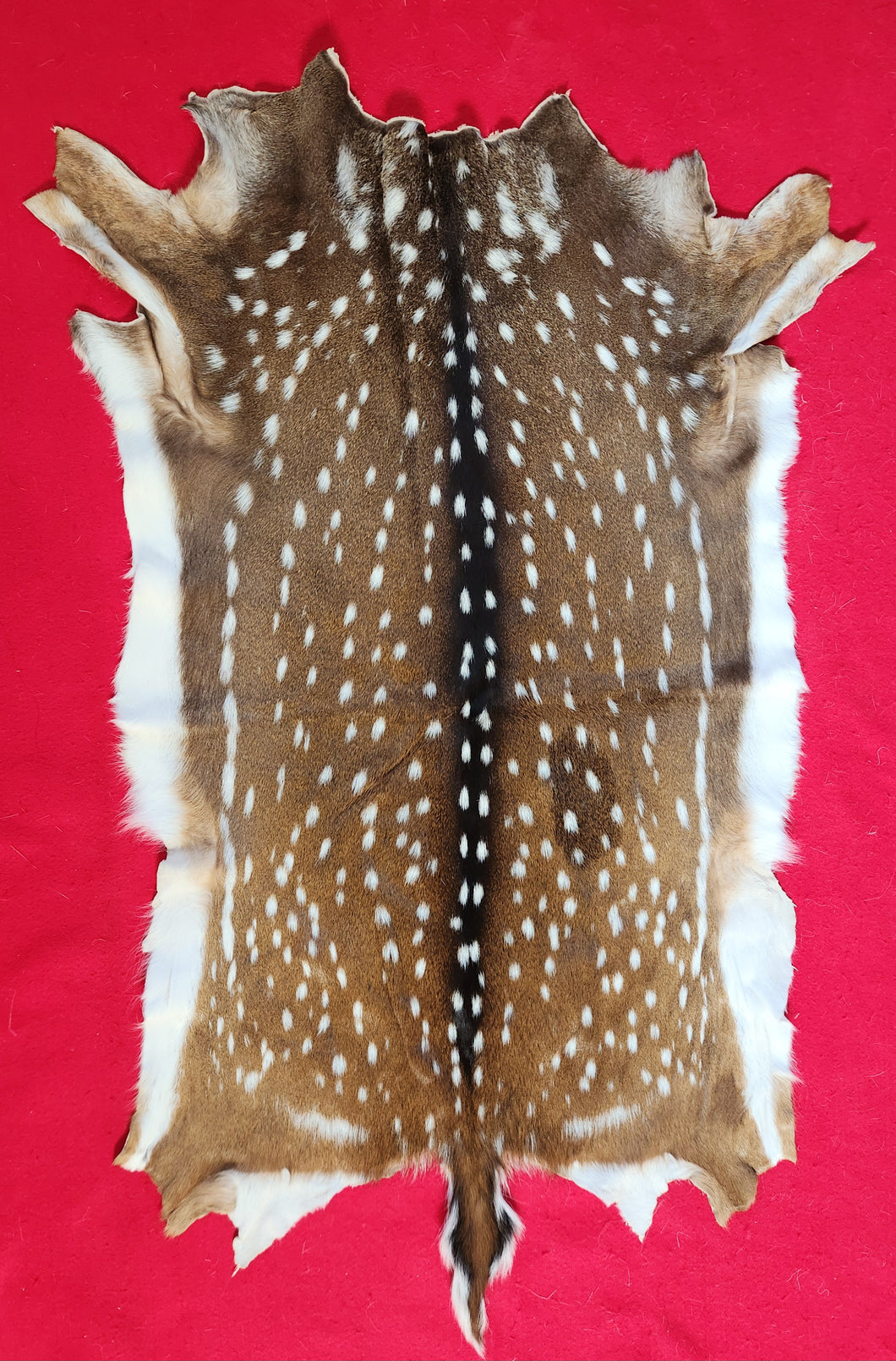 Axis Deer Hide - AXS1004