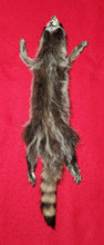 Load image into Gallery viewer, Medium Raccoon Hide - Taxidermy Quality - RAC1015
