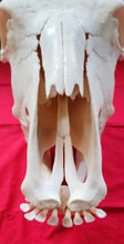 Load image into Gallery viewer, Beef (Cow) Skull - BES1006
