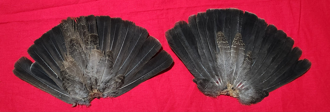 Dusky (Blue) Grouse Tails
