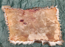 Load image into Gallery viewer, Whitetail Deer Hide - Rear Piece - WTDR1009
