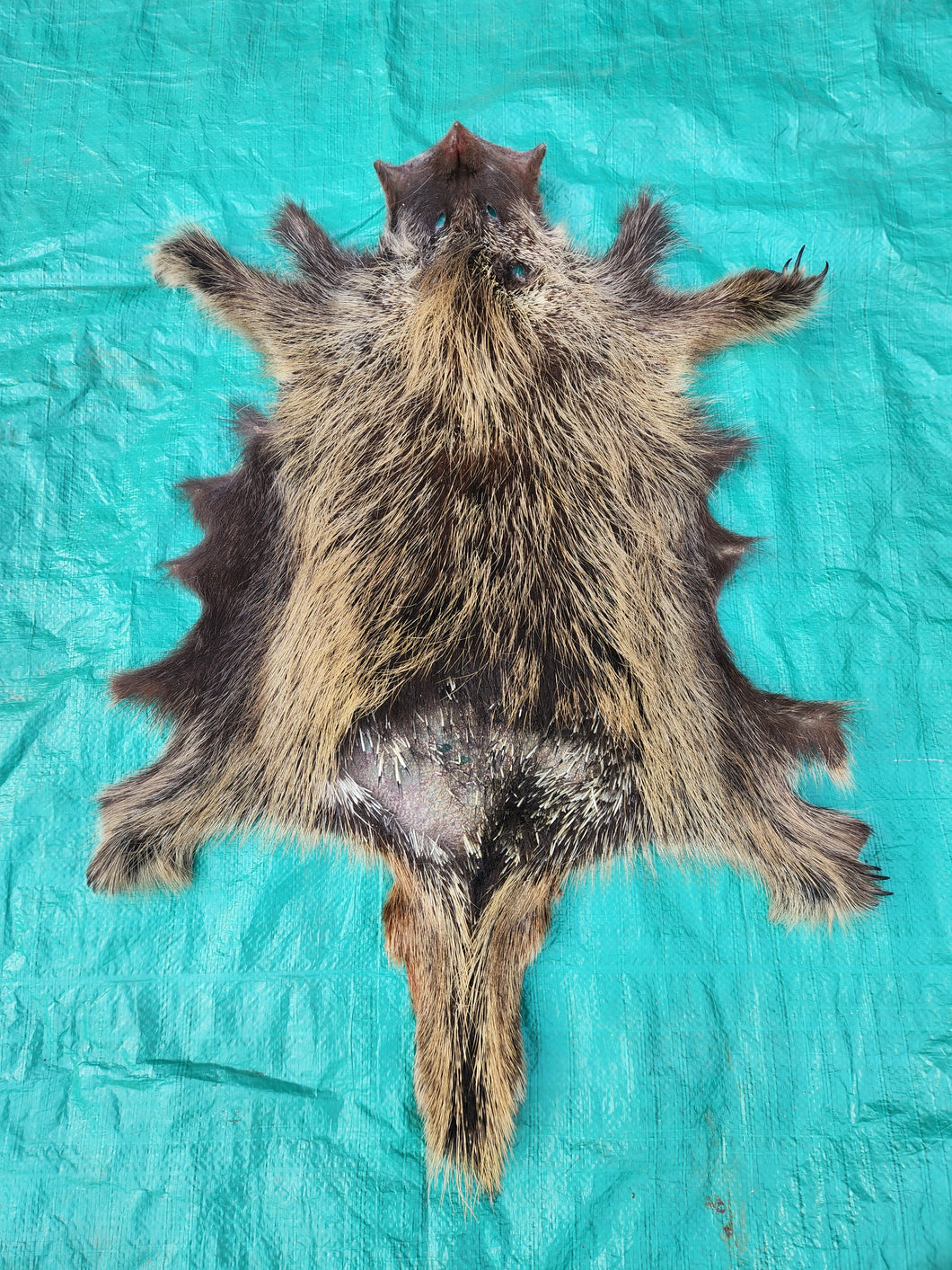 Porcupine Hide - PKY1007