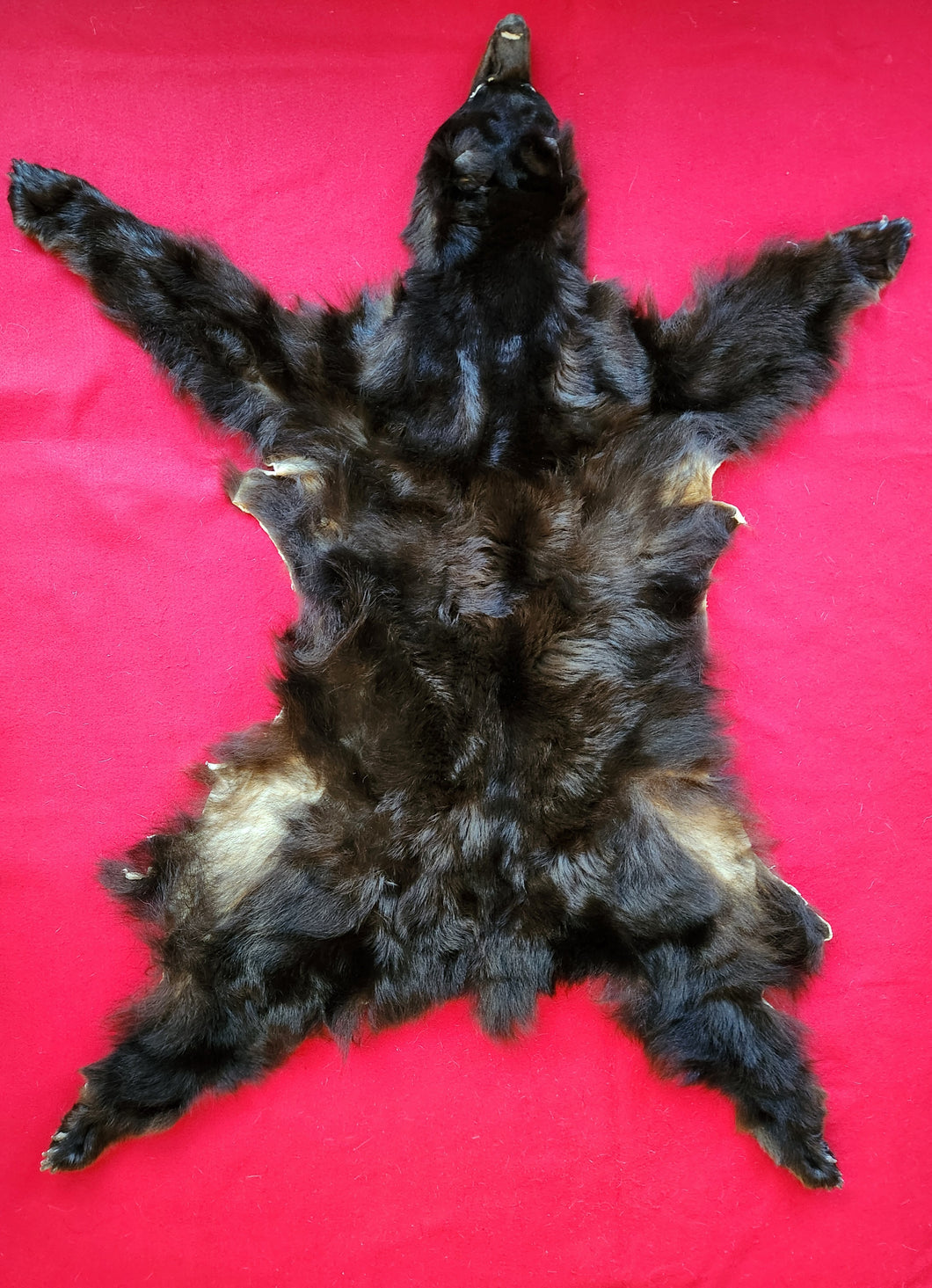 Black Bear Hide - Taxidermy Quality - BBR1005