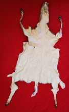 Load image into Gallery viewer, White-Tail Deer Hide - Taxidermy Quality - DOE - WTD1009
