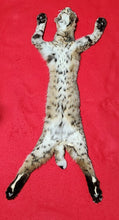 Load image into Gallery viewer, Idaho Female Bobcat - Taxidermy Quality - BCH1012

