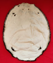 Load image into Gallery viewer, XXL Beaver - BVR1081
