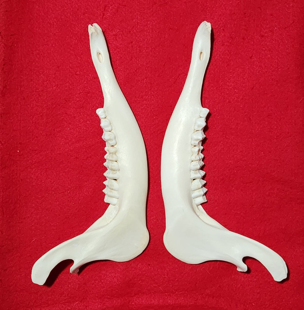 Lower Jaws