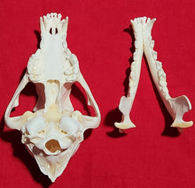Load image into Gallery viewer, Large Coyote Skull - CYS1011
