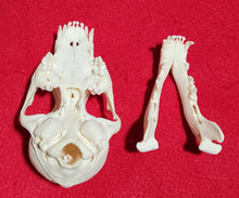 Load image into Gallery viewer, Wolf PUP Skull - WLS1009
