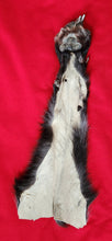 Load image into Gallery viewer, Black Wolf Front Legskin - HAS FOOT AND CLAWS - WLF1119
