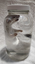 Load image into Gallery viewer, Long-Tailed Weasel - Wet Specimen - WWS1004
