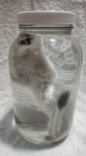 Load image into Gallery viewer, Long-Tailed Weasel - Wet Specimen - WWS1004
