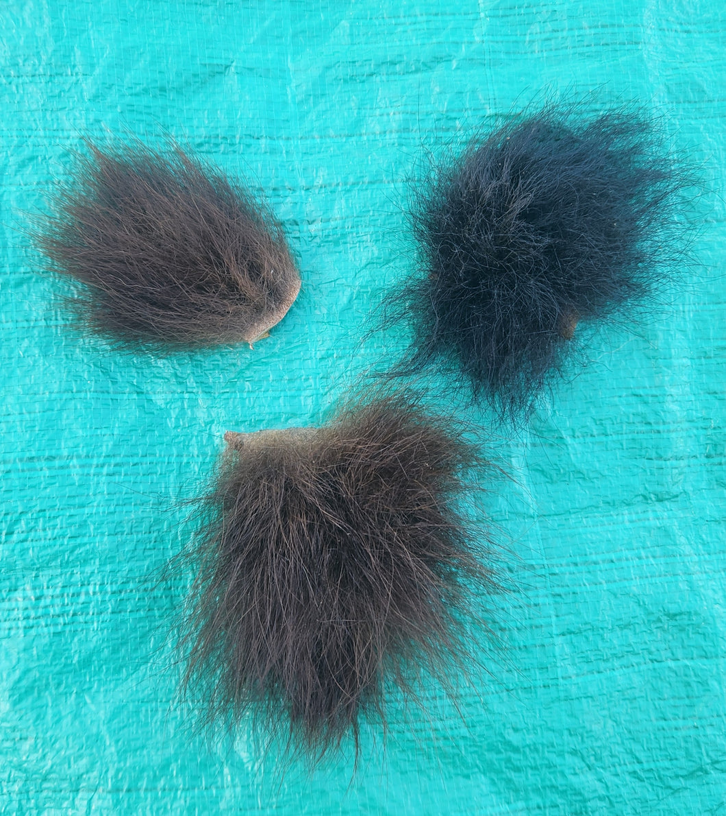 Black Bear Tails