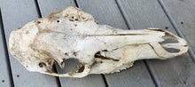 Load image into Gallery viewer, Cow Elk Skull - Nature Cleaned - CES1008
